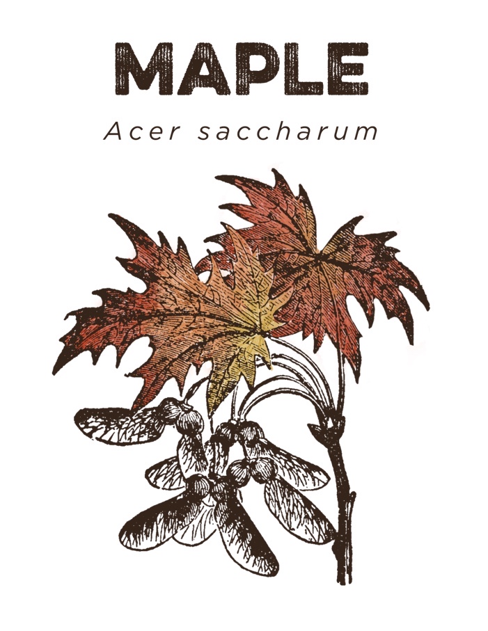 Maple - NATIFS