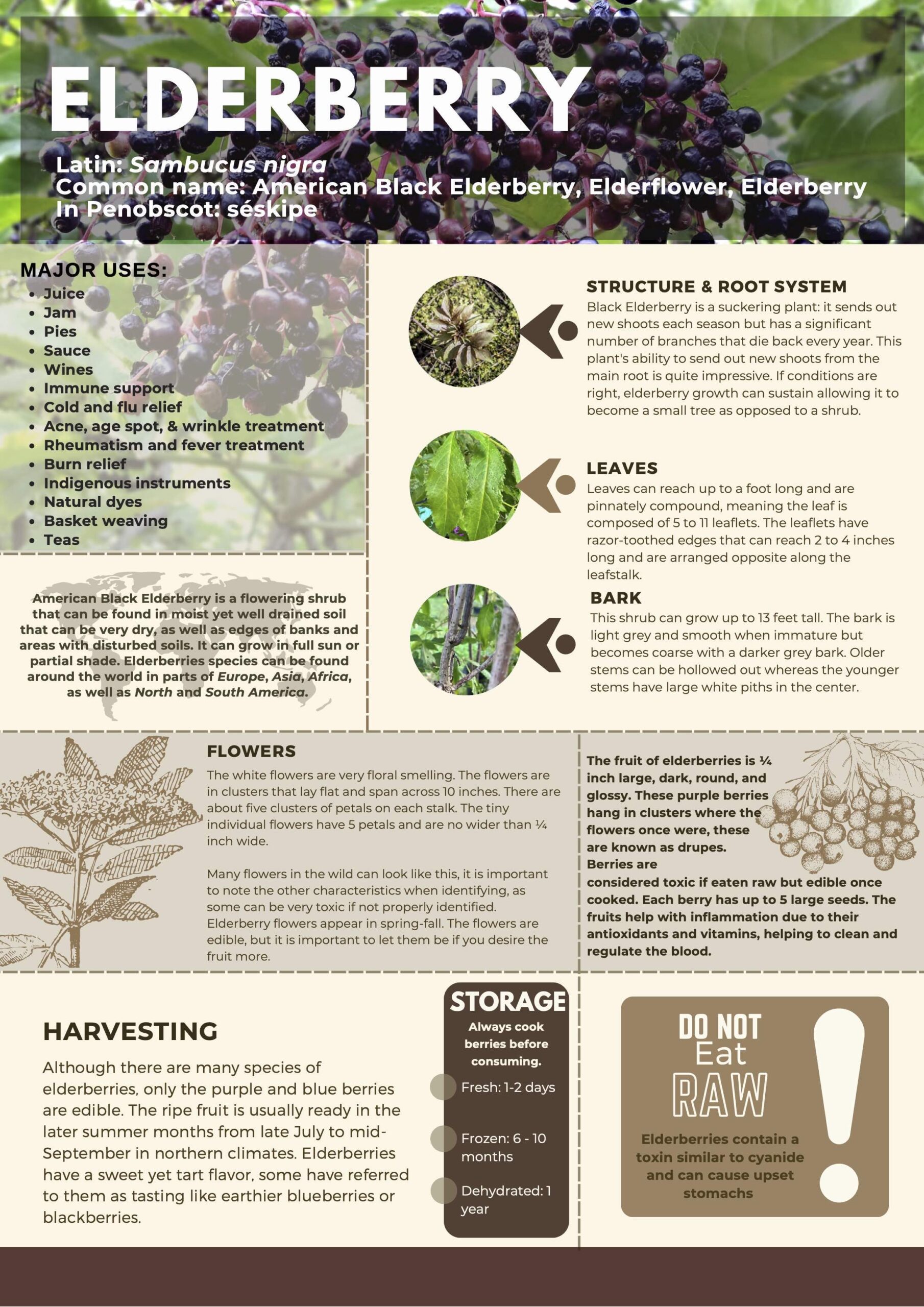 Benefits of Benefits Of Elderberry: A Complete Guide to Natural Healing Net Worth 2026: Inside Income, Salary & Real Wealth