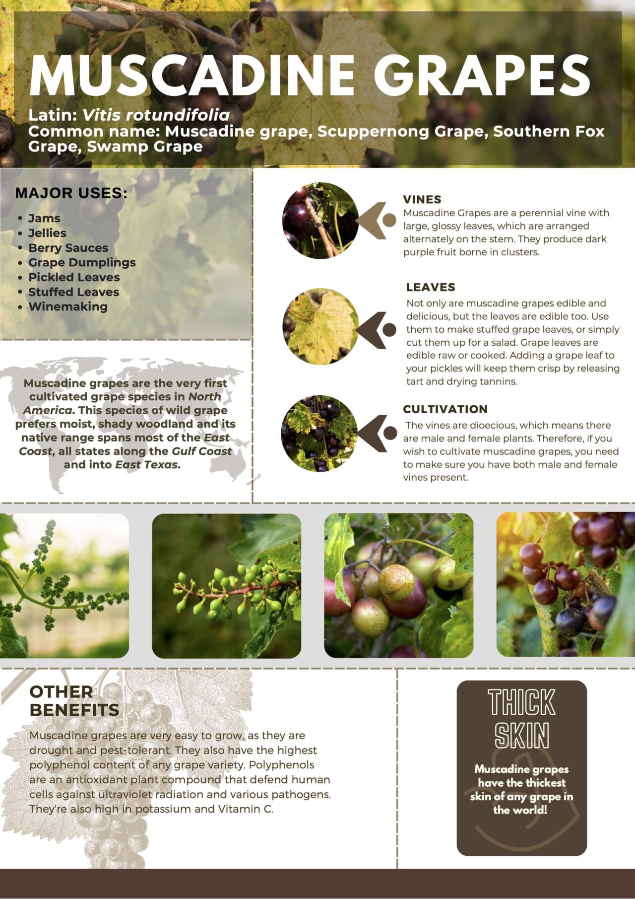Muscadine Grapes - NATIFS