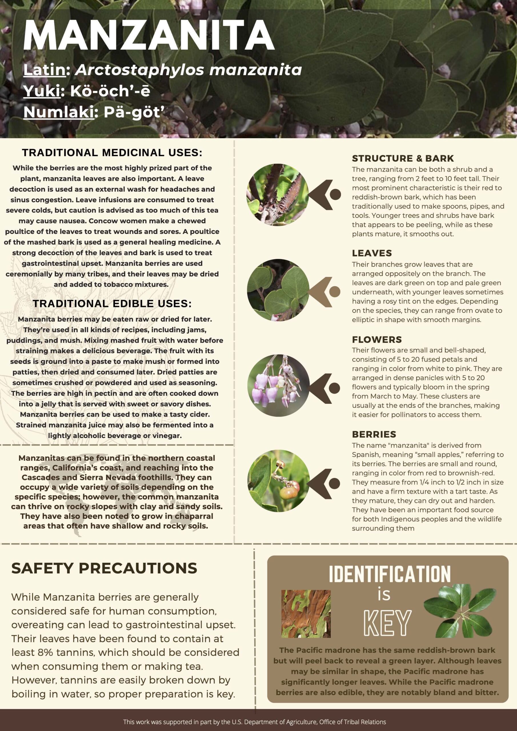 how to make a tobacco poultice Manzanita