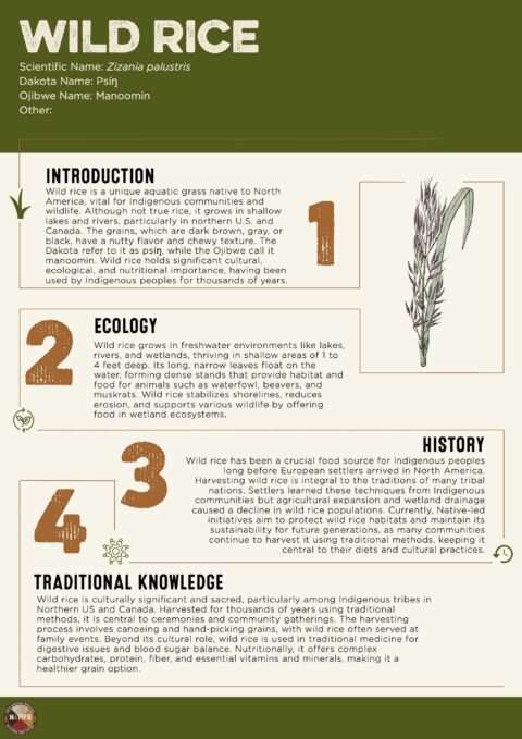 Wild Rice - NATIFS