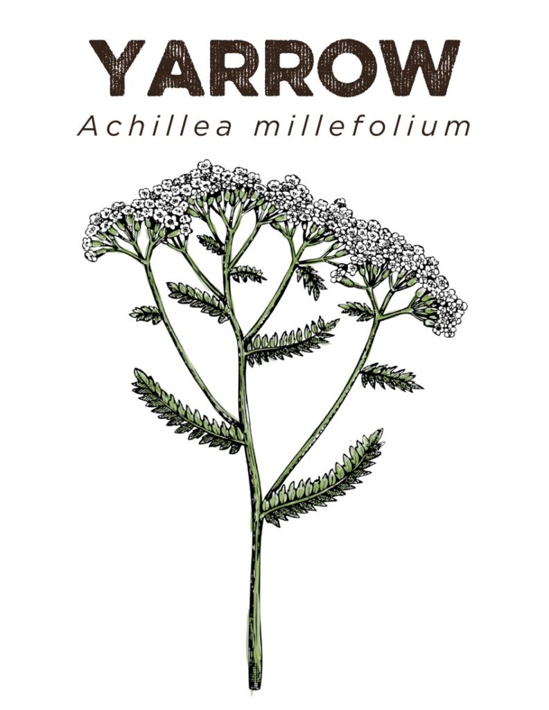 Native Yarrow Map Downloadable resources - NATIFS