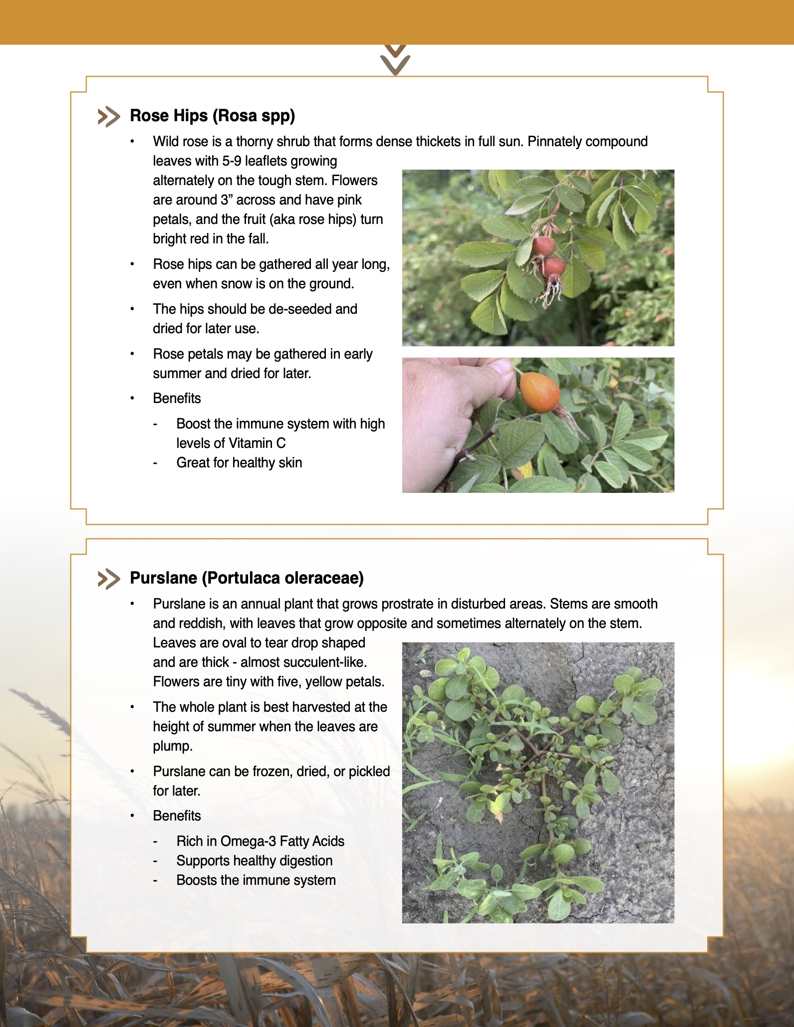 Purslane - NATIFS