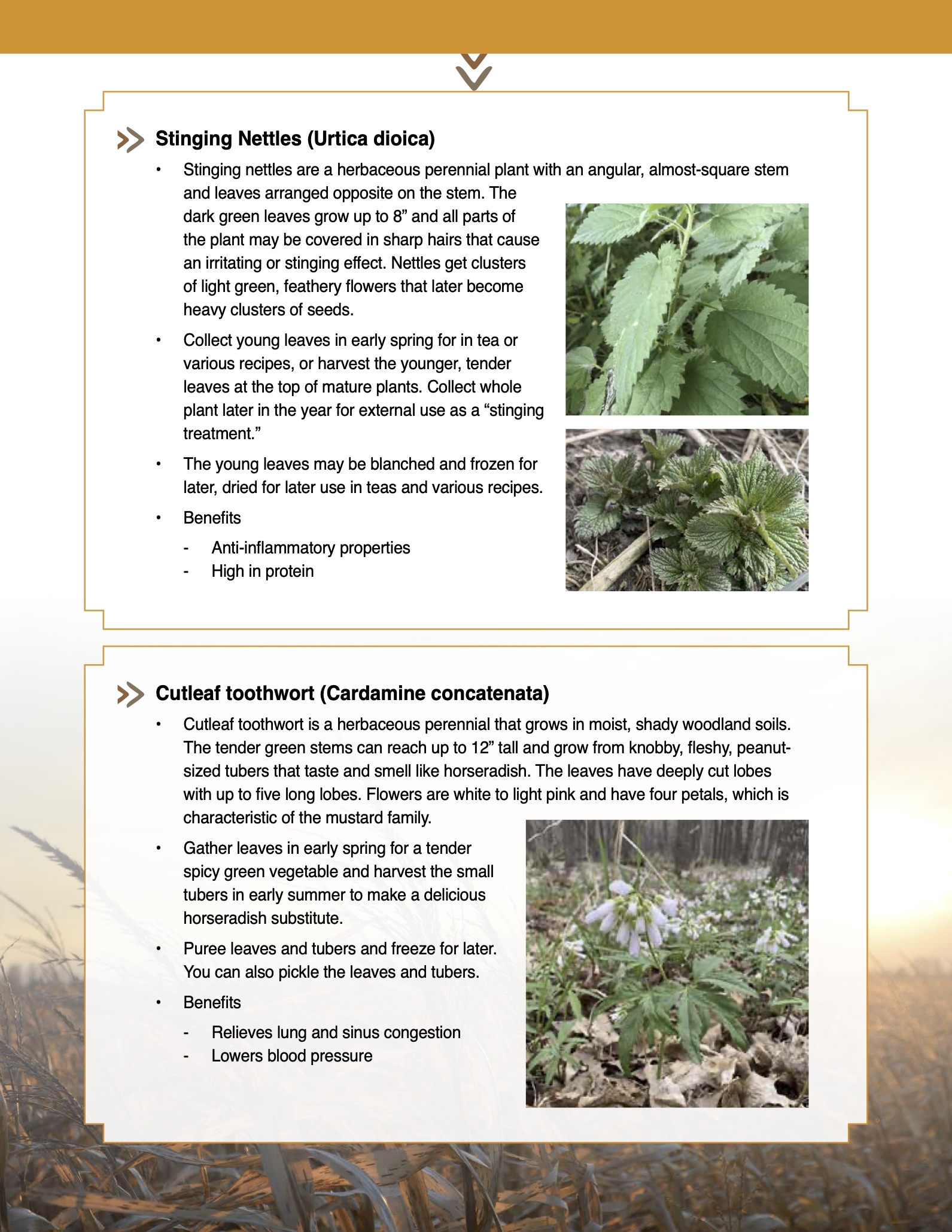 Stinging Nettles - NATIFS